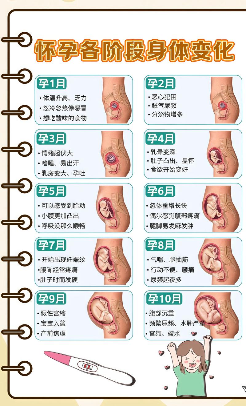 揭秘供卵代孕妈妈怀孕小腹分两节，孕期变化的奥秘昭通代生机构:
